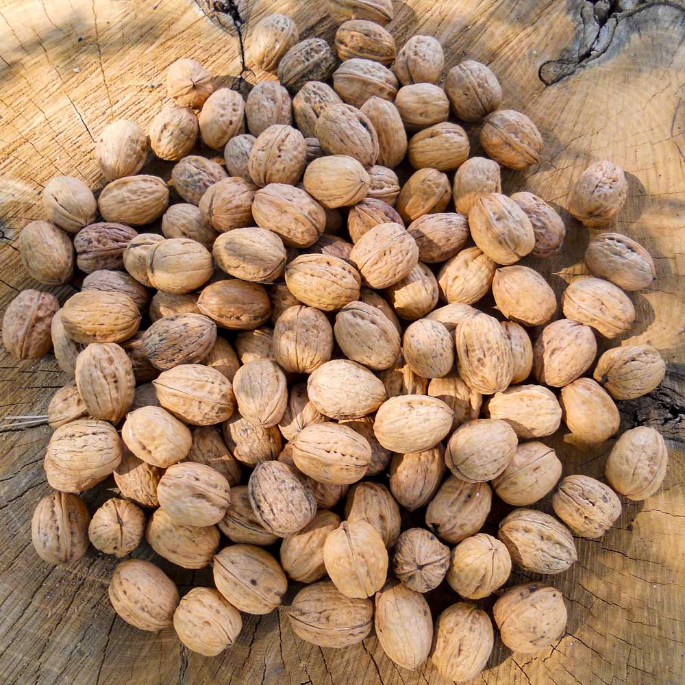 Walnüsse aus Brandenburg 3 Kg oder 6 Kg im Vorteilspaket